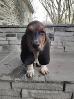 Maximus , a male Basset Hound for sale in Newton Grove, NC – Photo 1 of 5