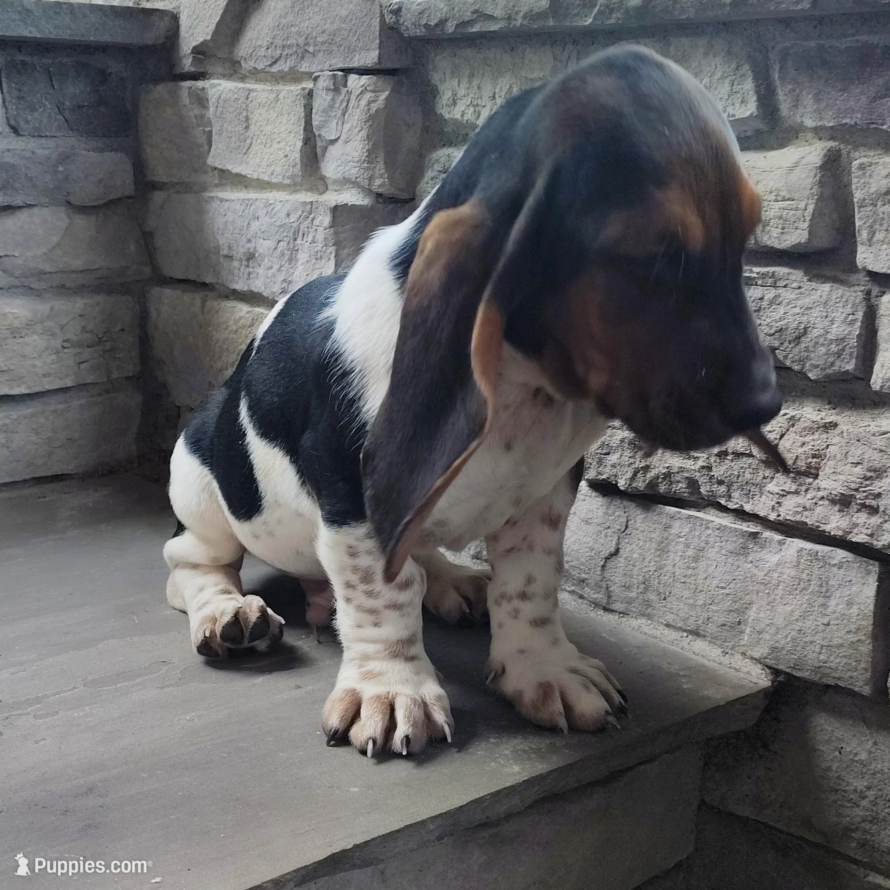 Maximus , a male Basset Hound for sale in Newton Grove, NC – Photo 5 of 5