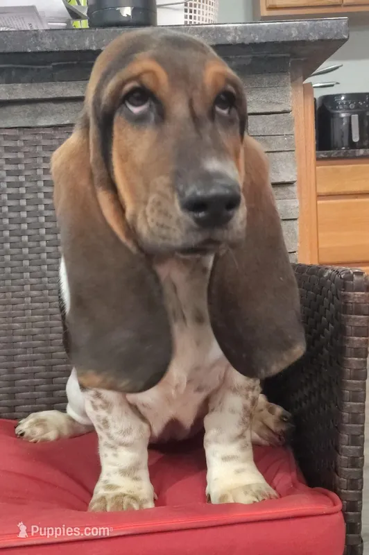Maximus AKC registered  – Basset Hound puppy for sale in Newton Grove, NC