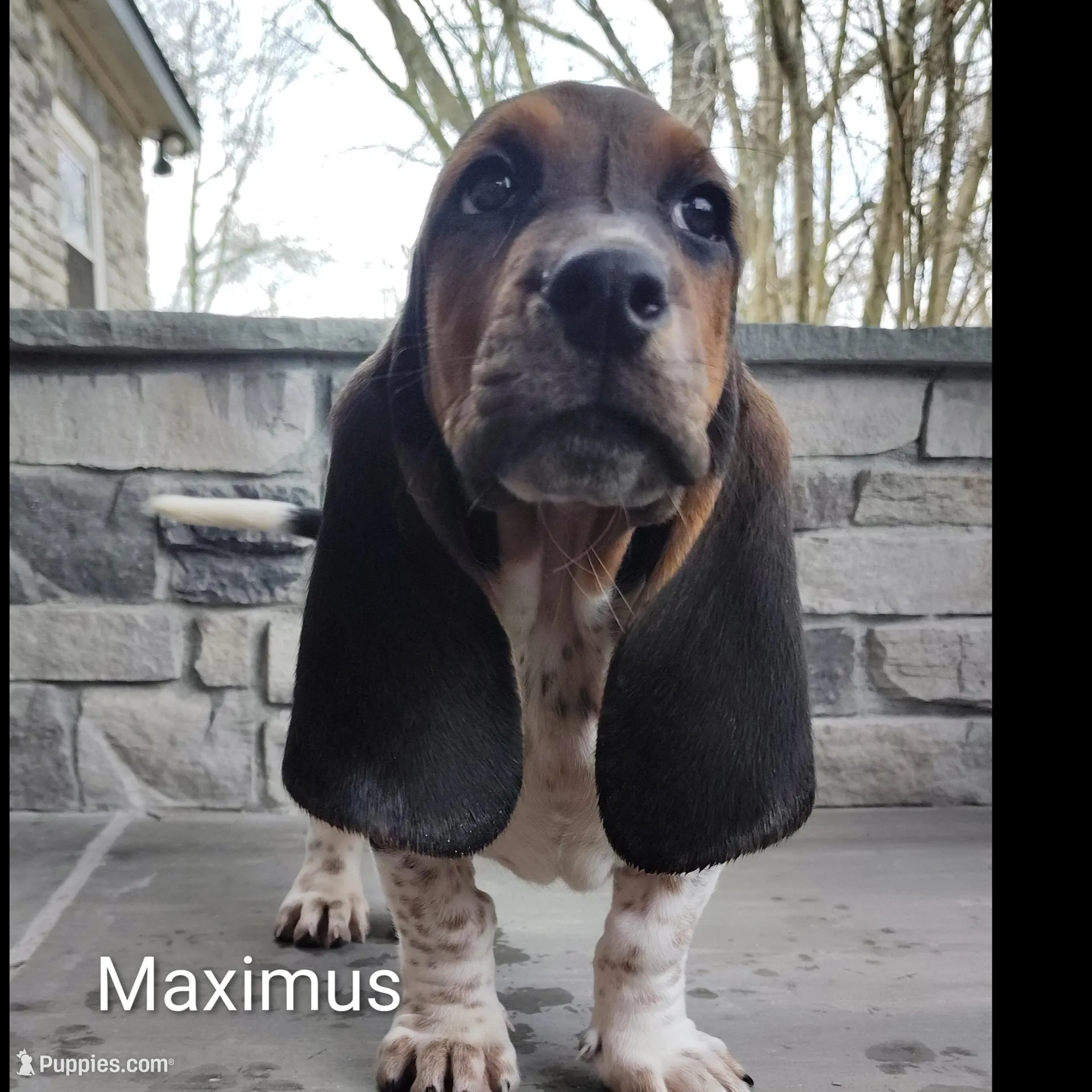 Maximus , a male Basset Hound for sale in Newton Grove, NC – Photo 2 of 5