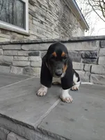 Jackson aka Jack's , a male Basset Hound for sale in Newton Grove, NC – Photo 4 of 6