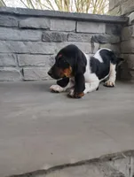 Jackson aka Jack's , a male Basset Hound for sale in Newton Grove, NC – Photo 3 of 6