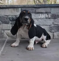 Jackson aka Jack's , a male Basset Hound for sale in Newton Grove, NC – Photo 1 of 6