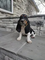 Jackson aka Jack's , a male Basset Hound for sale in Newton Grove, NC – Photo 6 of 6