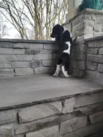 Jackson aka Jack's , a male Basset Hound for sale in Newton Grove, NC – Photo 5 of 6