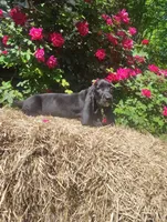 Jed, a female Basset Hound for sale in Newton Grove, NC – Photo 2 of 5