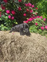 Jed, a female Basset Hound for sale in Newton Grove, NC – Photo 5 of 5