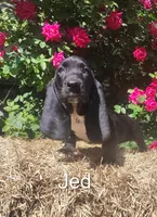 Jed, a female Basset Hound for sale in Newton Grove, NC – Photo 1 of 5