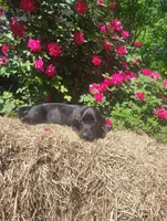 Jed, a female Basset Hound for sale in Newton Grove, NC – Photo 3 of 5