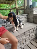  Jack's AKC registered , a male Basset Hound for sale in Newton Grove, NC – 2 of 10