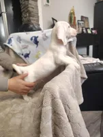 Uno , a male Basset Hound for sale in Newton Grove, NC – Photo 2 of 5