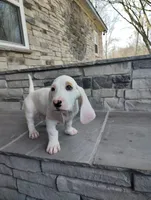 Uno , a male Basset Hound for sale in Newton Grove, NC – Photo 3 of 5
