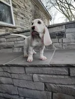 Uno , a male Basset Hound for sale in Newton Grove, NC – Photo 5 of 5