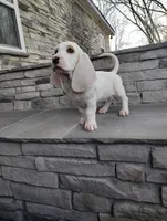 Uno , a male Basset Hound for sale in Newton Grove, NC – Photo 4 of 5