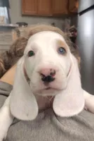 Uno , a male Basset Hound for sale in Newton Grove, NC – Photo 1 of 5