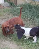 Todd, a male Basset Hound for sale in Newton Grove, NC – 3 of 6
