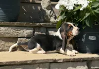 Theo , a male Basset Hound for sale in Newton Grove, NC – 3 of 4
