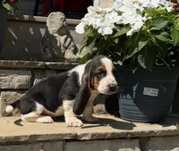 Theo , a male Basset Hound for sale in Newton Grove, NC – 2 of 4
