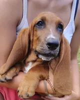 Todd, a male Basset Hound for sale in Newton Grove, NC – 1 of 6