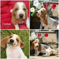 Tristan , a male Basset Hound for sale in Newton Grove, NC – 5 of 8