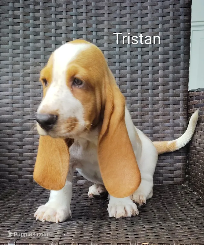 Tristan  – Basset Hound puppy for sale in Newton Grove, NC