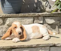 Tristan , a male Basset Hound for sale in Newton Grove, NC – 8 of 8