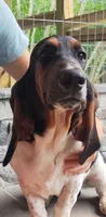  Jack's AKC registered , a male Basset Hound for sale in Newton Grove, NC – 3 of 10
