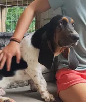  Jack's AKC registered , a male Basset Hound for sale in Newton Grove, NC – 1 of 10
