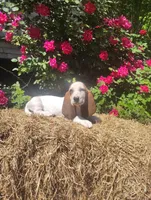 Jasmin , a female Basset Hound for sale in Newton Grove, NC – Photo 3 of 4