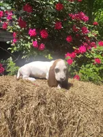 Jasmin , a female Basset Hound for sale in Newton Grove, NC – Photo 2 of 4