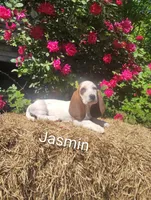 Jasmin , a female Basset Hound for sale in Newton Grove, NC – Photo 1 of 4