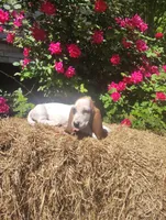 Jasmin , a female Basset Hound for sale in Newton Grove, NC – Photo 4 of 4