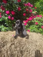 Jacks, a female Basset Hound for sale in Newton Grove, NC – Photo 2 of 4