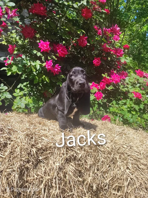 Jacks, a female Basset Hound for sale in Newton Grove, NC – Photo 1 of 4