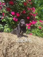 Jacks, a female Basset Hound for sale in Newton Grove, NC – Photo 1 of 4
