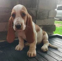Trisha , a female Basset Hound for sale in Newton Grove, NC – 3 of 6