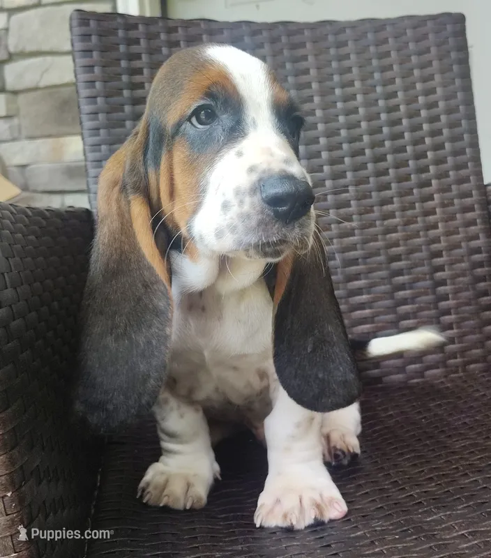Theo  – Basset Hound puppy for sale in Newton Grove, NC