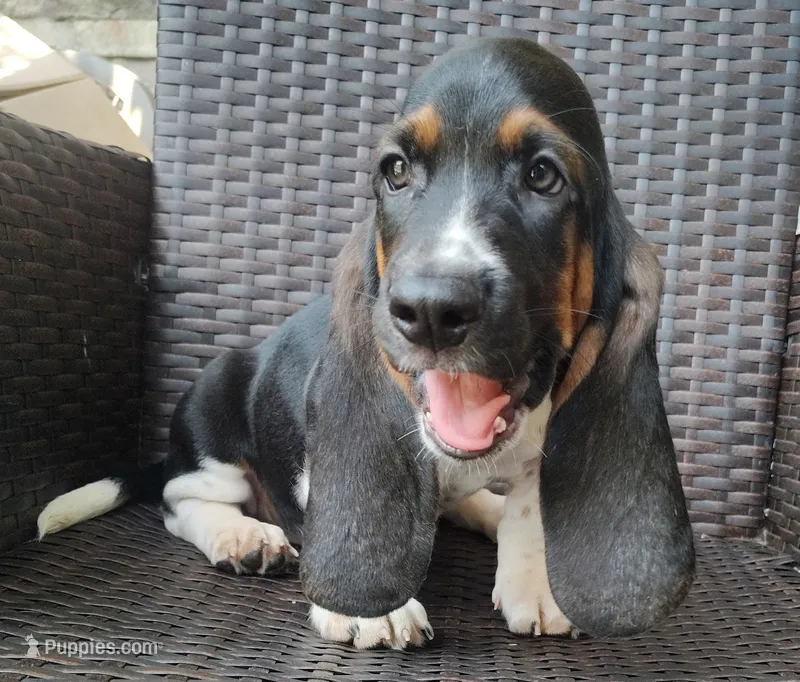 Tucker – Basset Hound puppy for sale in Newton Grove, NC