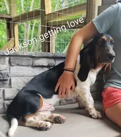  Jack's AKC registered , a male Basset Hound for sale in Newton Grove, NC – 8 of 10