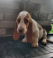 Trisha , a female Basset Hound for sale in Newton Grove, NC – 2 of 6