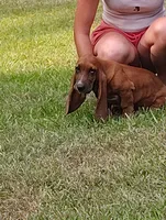 Todd, a male Basset Hound for sale in Newton Grove, NC – 6 of 6