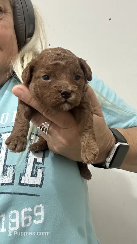 TinyLiamAKC – Poodle - Toy  puppy for sale in Pekin, IN