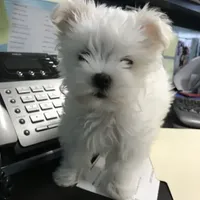 Jazzy KoreanAKC, a  Maltese for sale in Pekin, IN – 2 of 3