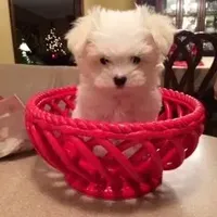 Jazzy KoreanAKC, a  Maltese for sale in Pekin, IN – 3 of 3