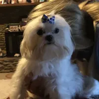 Jazzy KoreanAKC, a  Maltese for sale in Pekin, IN – 1 of 3