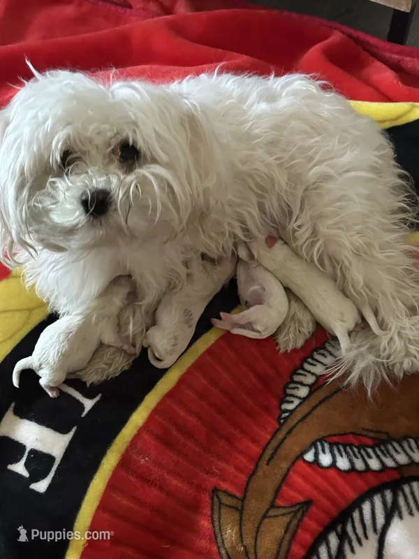 Tiny AKC Jaxx – Maltese puppy for sale in Pekin, IN