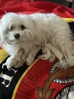 Tiny AKC Jaxx, a male Maltese for sale in Pekin, IN – 1 of 1