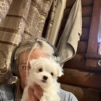 Full AKC Ella, a  Maltese for sale in Pekin, IN – 4 of 4