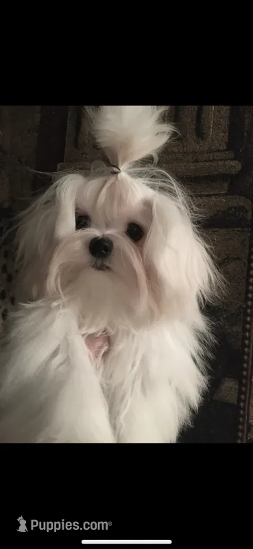 Full AKC Ella – Maltese puppy for sale in Pekin, IN
