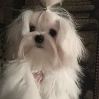 Full AKC Ella, a  Maltese for sale in Pekin, IN – 1 of 4